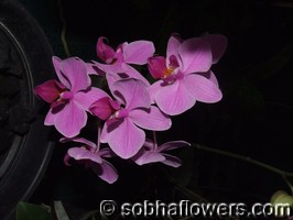 Phalaenopsis